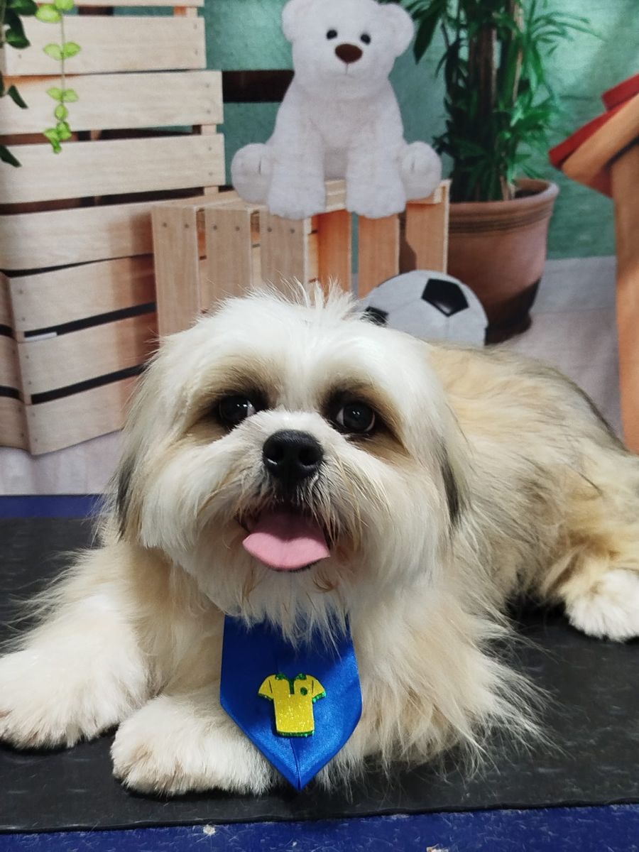 Shih Tzu creme com gravata azul após o banho