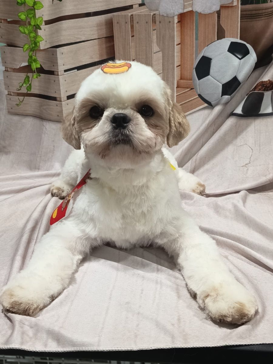 Shih Tzu branco deitado após a tosa