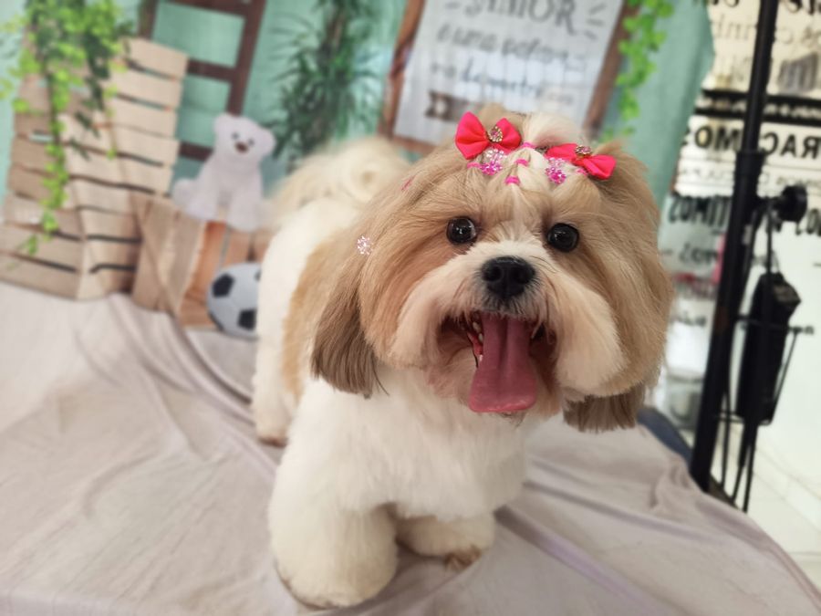 Cachorrinho com laço rosa sorrindo