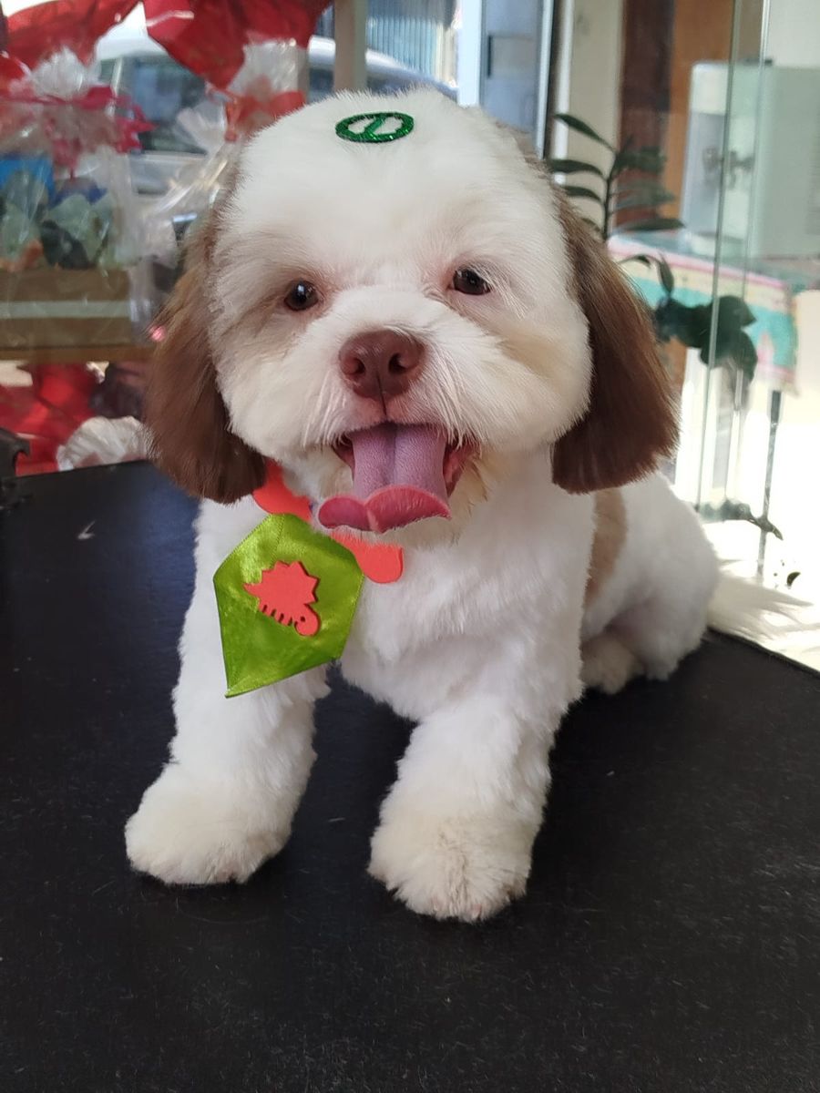 Cachorro branco com gravata verde