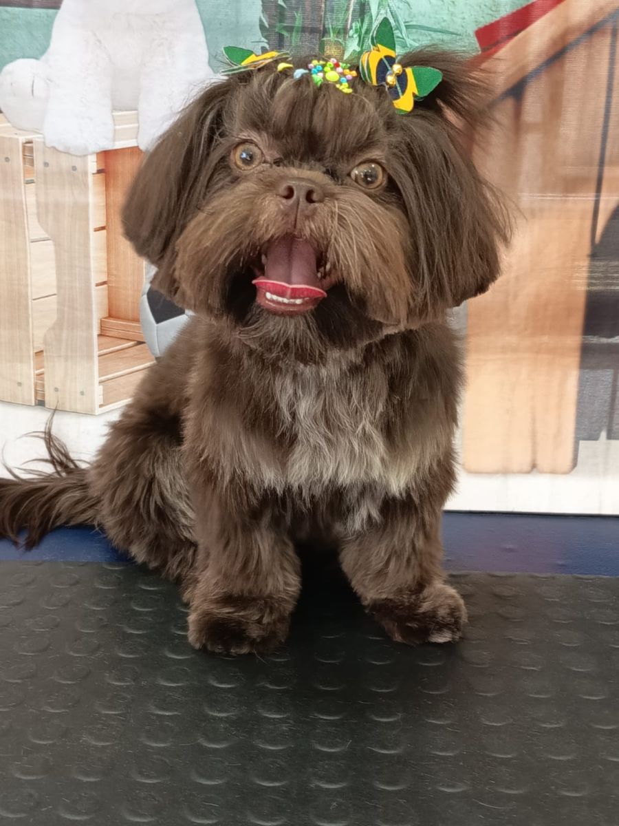 Shih Tzu marrom de pelo longo com lacinho