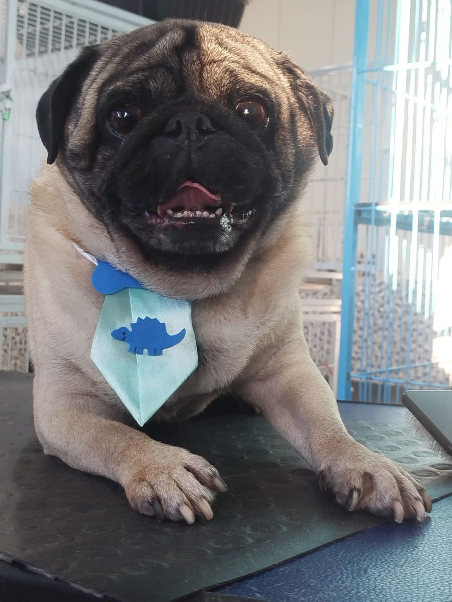 Pug com gravata azul clara