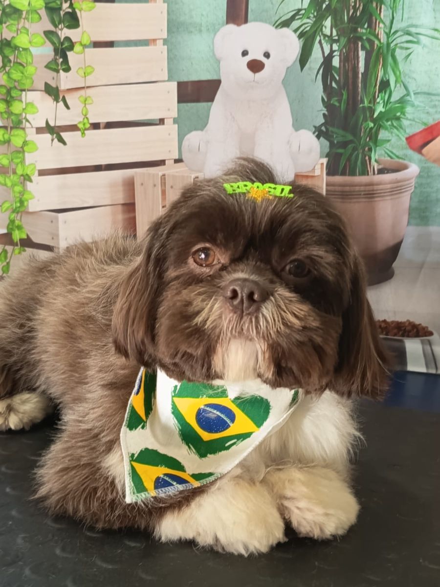 Cachorro marrom com bandana do Brasil