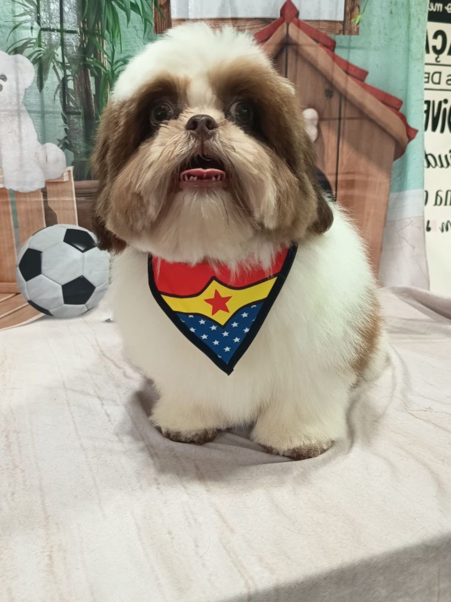 Shih Tzu com bandana de super-heroína