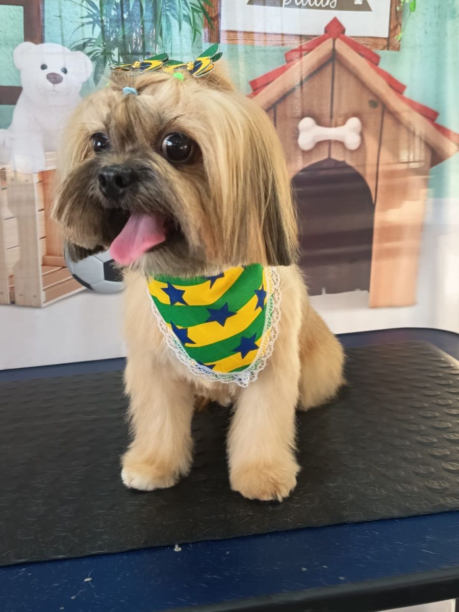 Cachorro de pelo longo com bandana verde e amarela