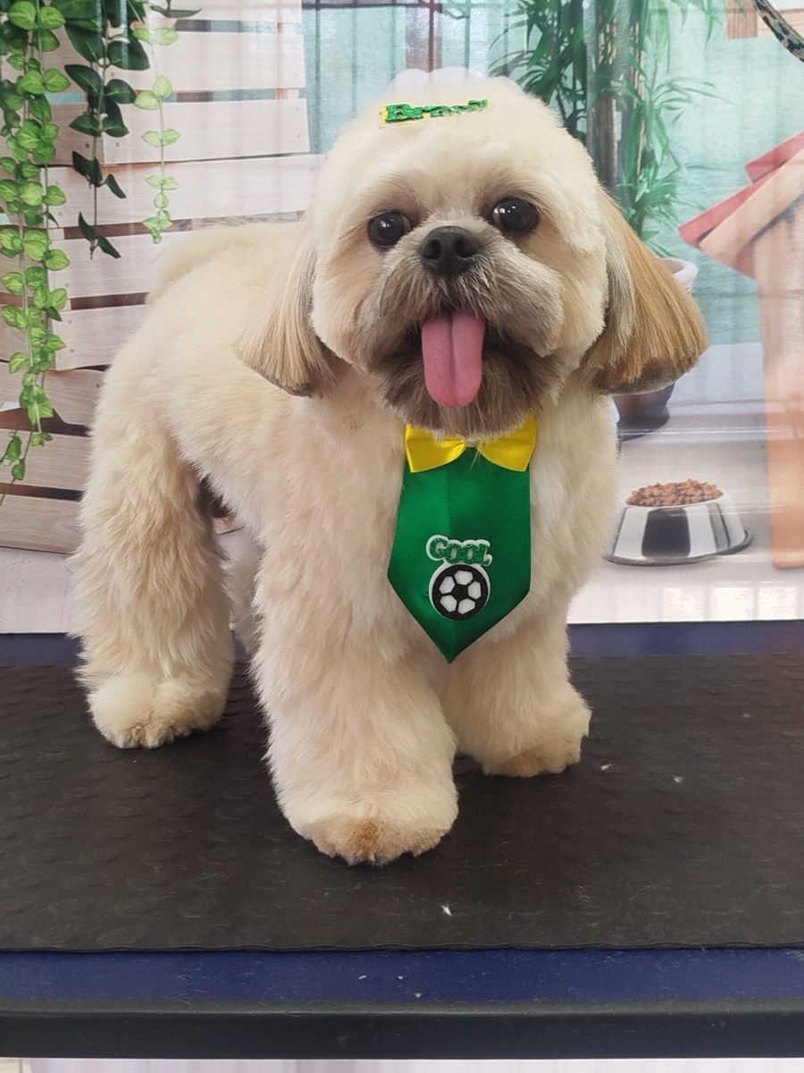 Cachorro creme com gravata verde de futebol